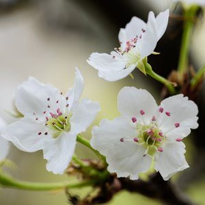 国产高清视频青青青在线

